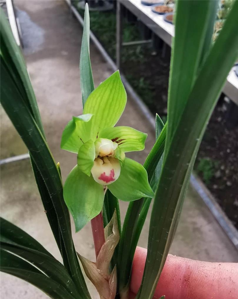 兰花如何实现产业化,近几年兰花产业的发展