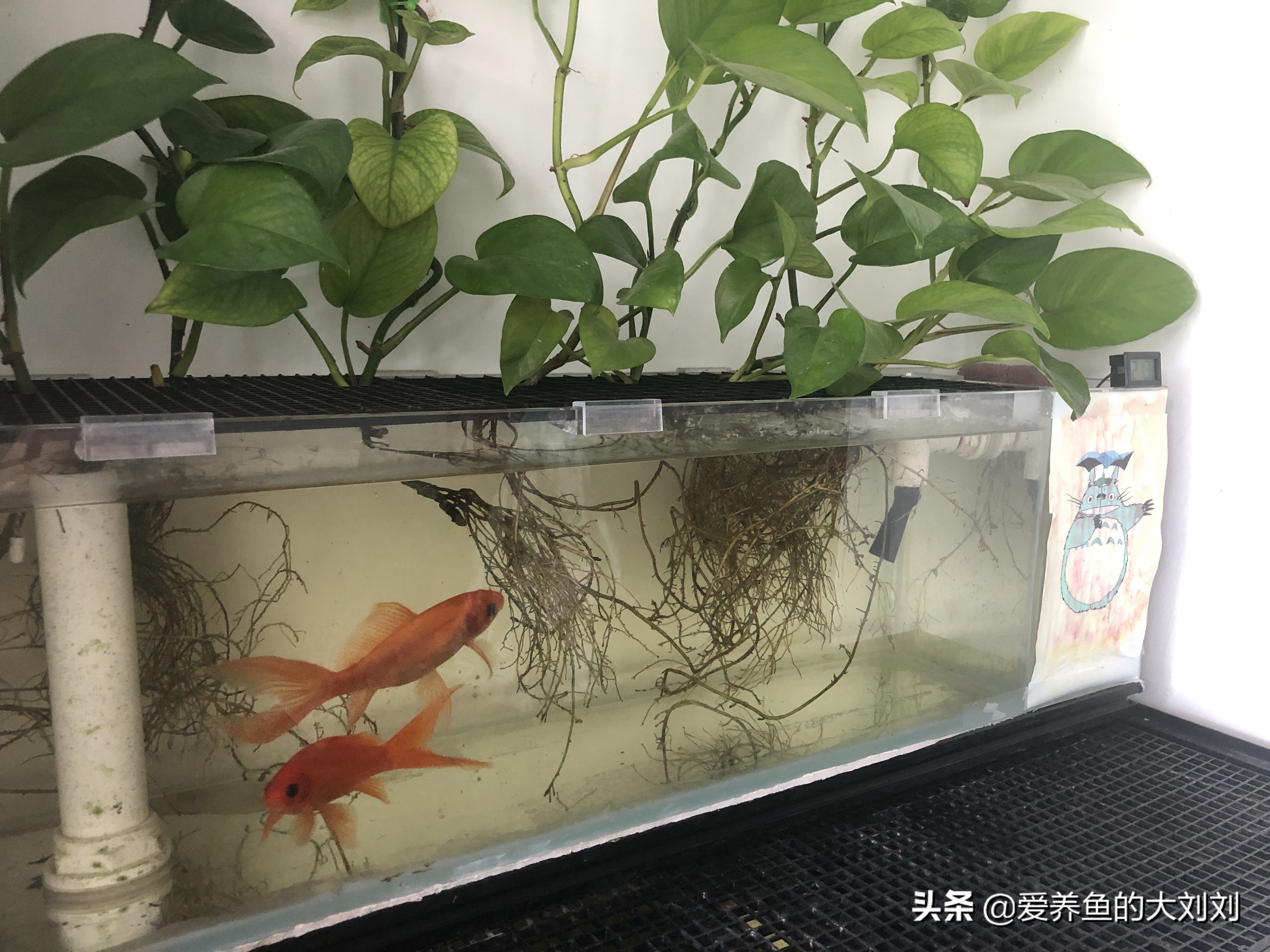 水培绿萝有水就能成活换水要勤快,水养绿萝放了生根粉需要多久换水