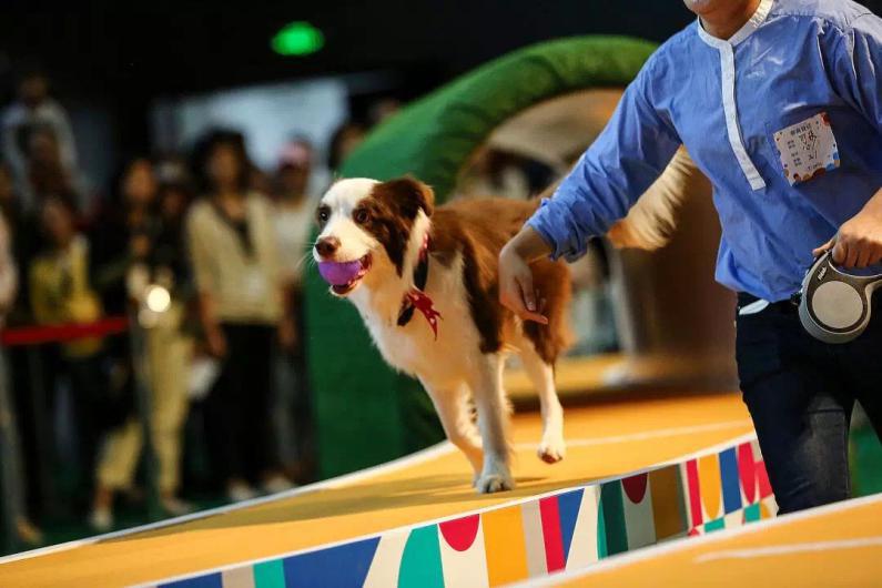 宠爱嘉年华小视频,宠爱嘉年华