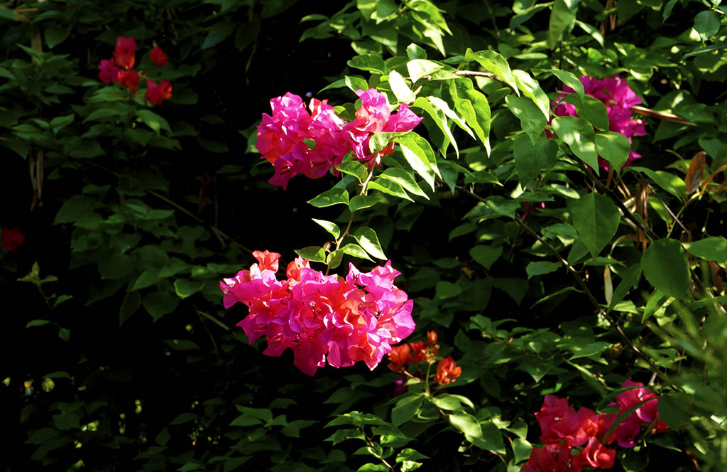 惠州西湖苏东坡小妾墓,惠州西湖和苏东坡有什么关系