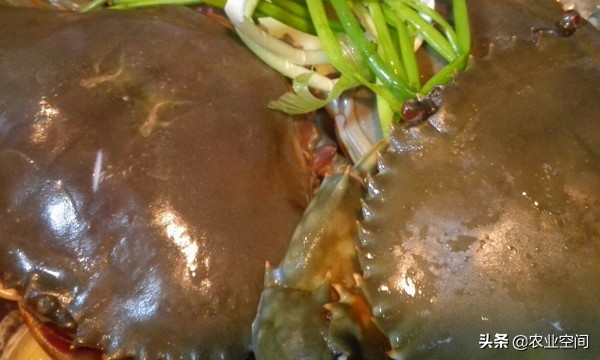 锯缘青蟹产地点,福建锯缘青蟹养殖技术