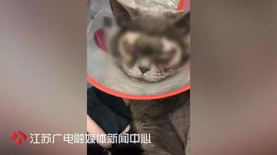 花一万元给猫割双眼皮,医生辟谣给猫割双眼皮