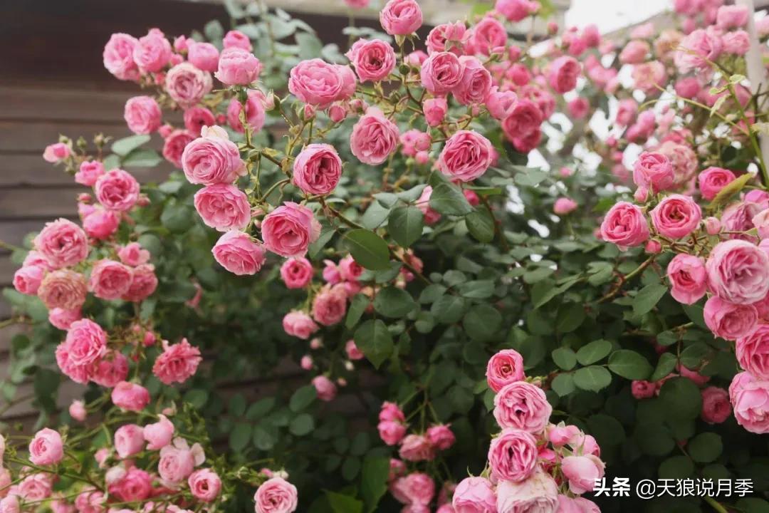 圆滚滚的绣球，瀑布般的花墙，这届花友也太会种花了吧
