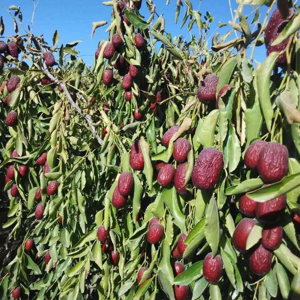 全新疆著名的特产,盘点十大新疆的特产