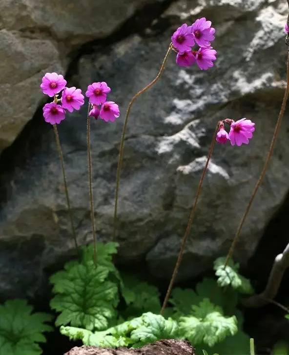 草甸报春花图片,高山草甸报春花图片