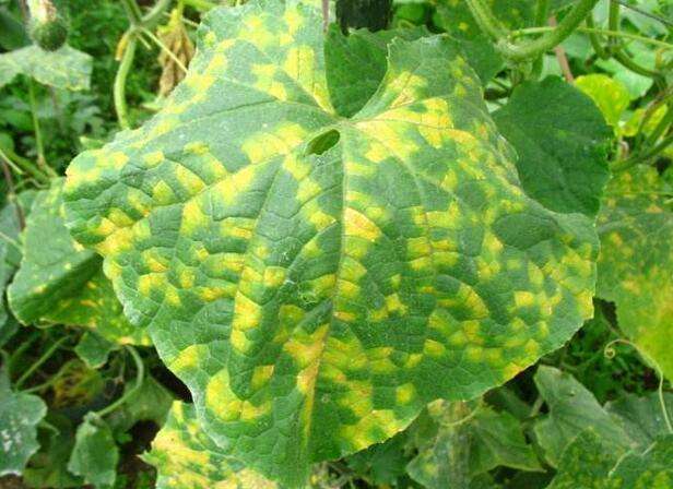 植物细菌性的病害由什么引起的,植物细菌性的病害用什么药