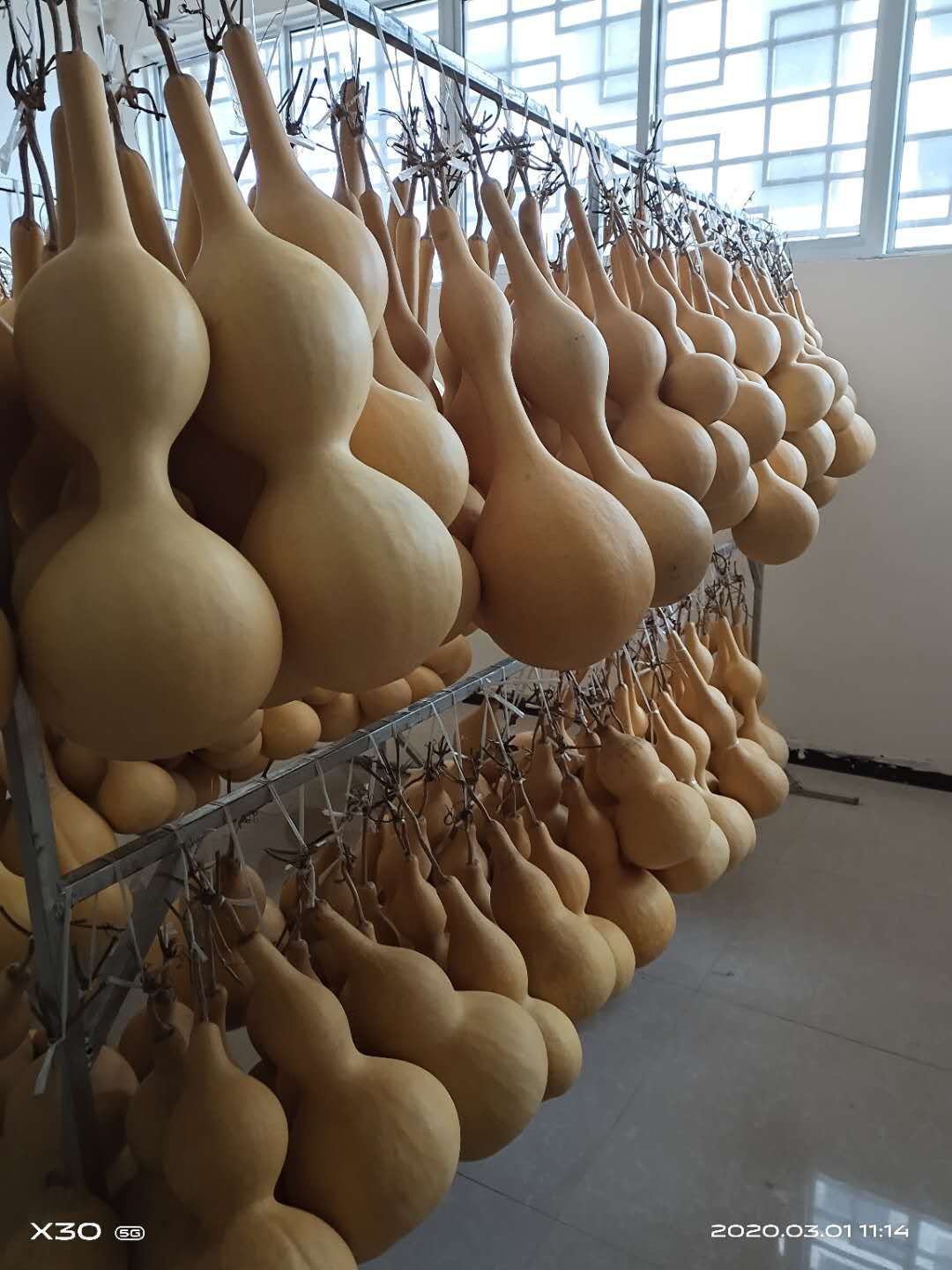 葫芦种植经济效益,种植葫芦的利润和模式