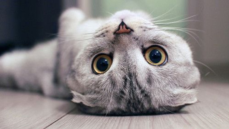 猫咪得了毛球症的症状,猫咪已经得了毛球症怎么治疗