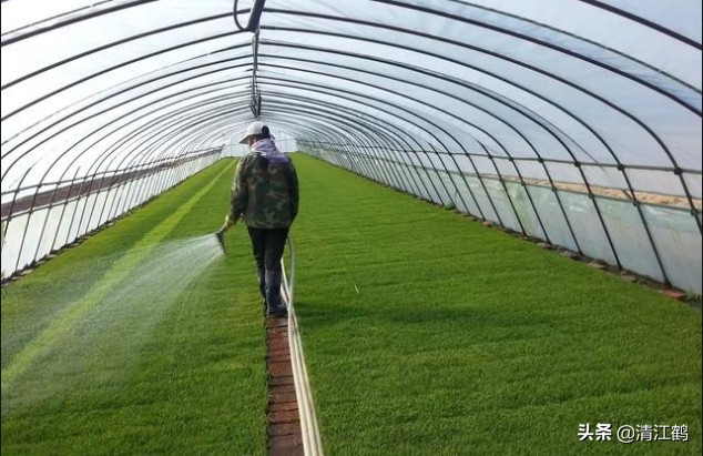 旱育秧为什么出苗不齐,稻苗旱死是什么原因