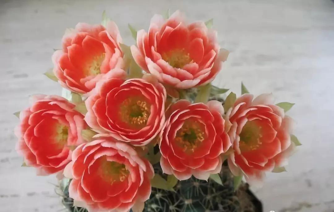 100种仙人球花图片,100种仙人球的品种视频