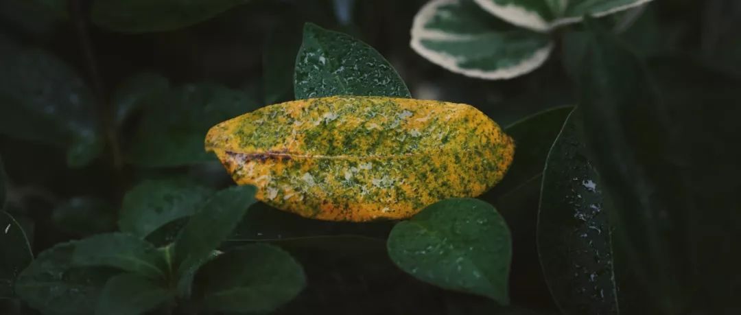 乌镇冬天好看吗,乌镇夏天怎么样