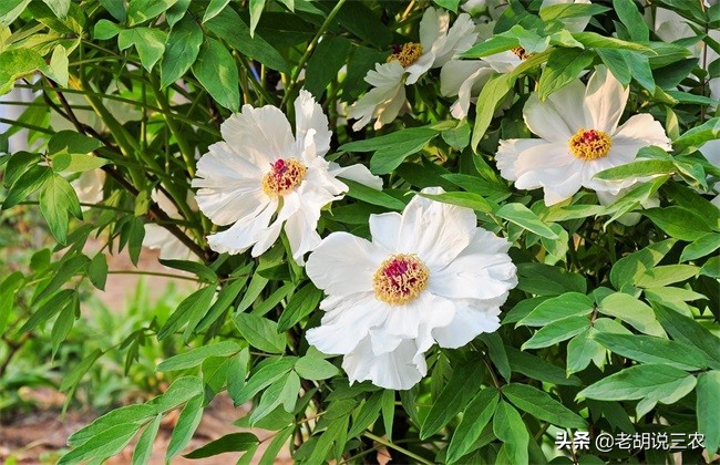 白芍种植技术及亩收益标准,白芍药材亩产多少