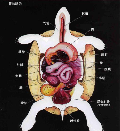 龟的种类介绍及图片名称,一文了解龟的内部结构图