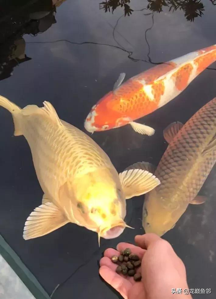 锦鲤饲料育成搭配什么的好,锦鲤鱼夏季饲料