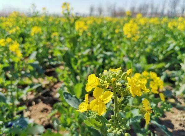 一个不出郑州的踏青好去处,天津春游公园推荐