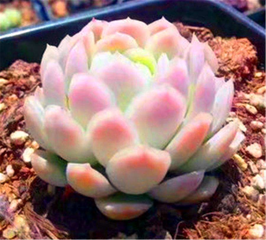 冰梅多肉怎么养护出状态,冰梅多肉冬天的养护方法