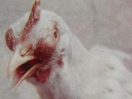 鸡肿眼睛和张口呼吸怎么治,鸡支原体呼吸道病怎么治