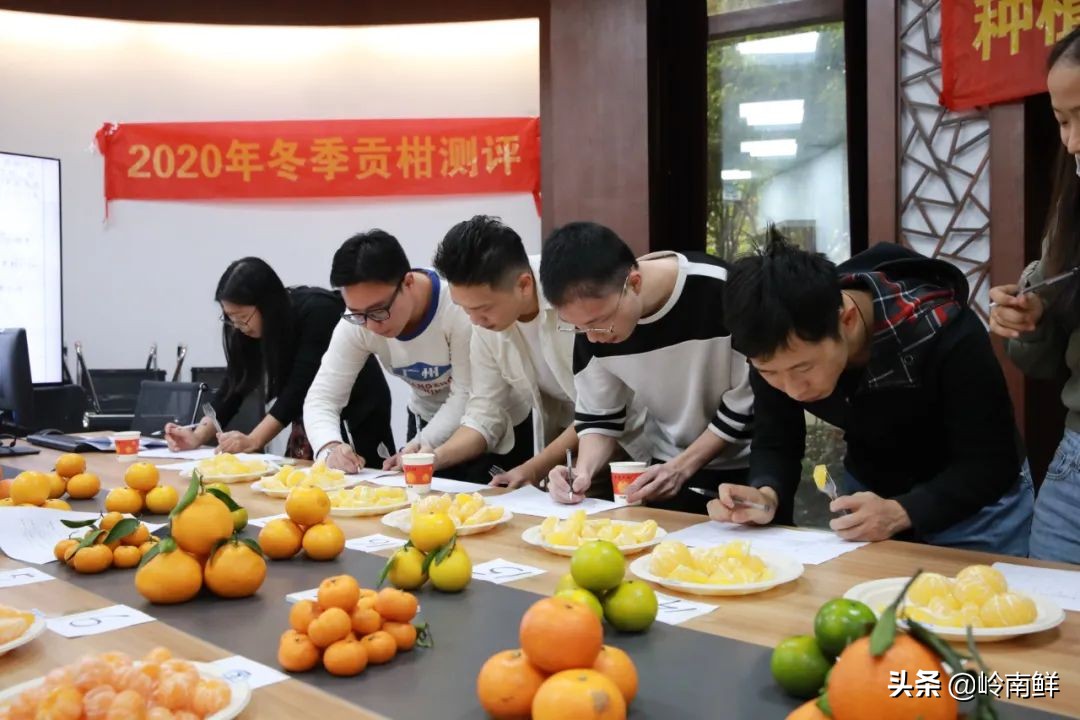 柑橘能吃出菠萝味？带你体验种植匠2020冬季柑橘橙测评