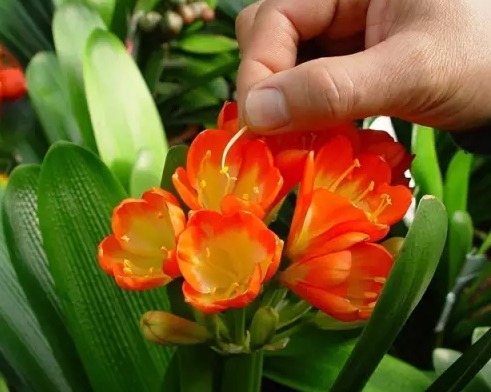 君子兰教你一招每年开花爆盆,君子兰怎么种植长得快而好开花早