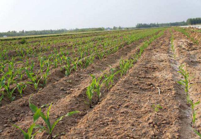 玉米苗期长势大小不一，刚出苗和5叶期同时存在，如何喷施除草剂