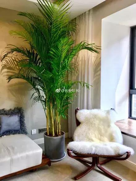 种什么蔬菜可吸甲醛,坪地吸甲醛的植物