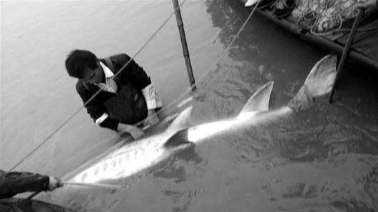 白鲟灭绝后，中华鲟还能坚持多久？