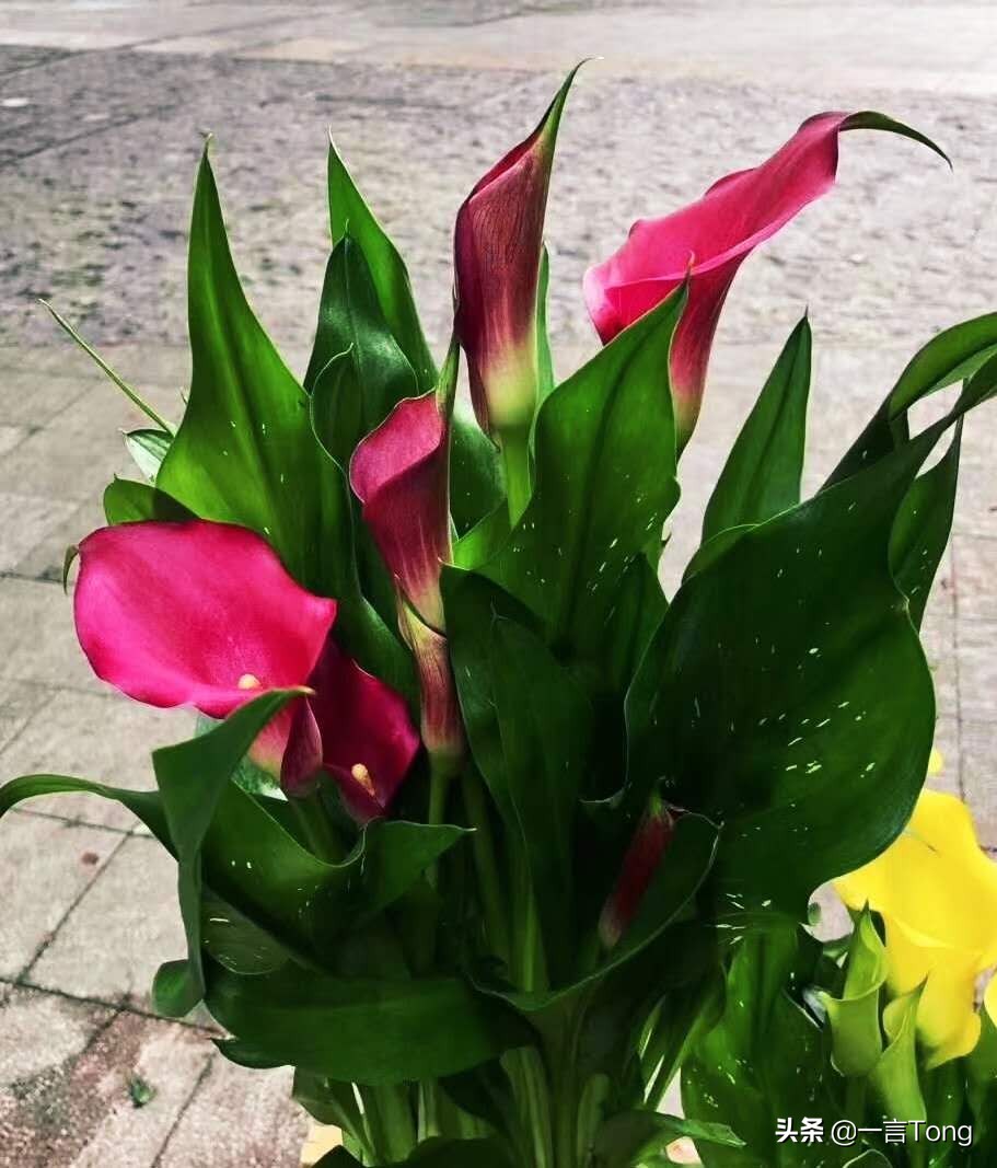 贵族版马蹄莲,高贵雅致马蹄莲