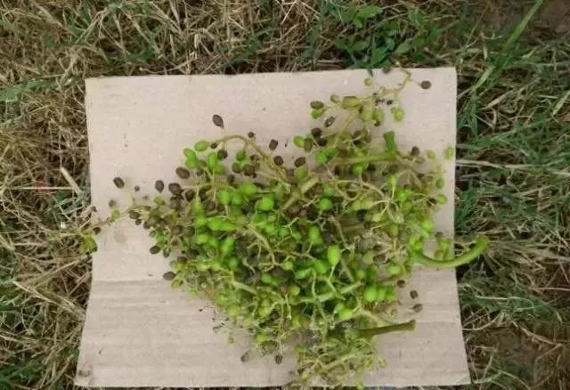 葡萄红蜘蛛病害图片,葡萄病害常用杀菌剂