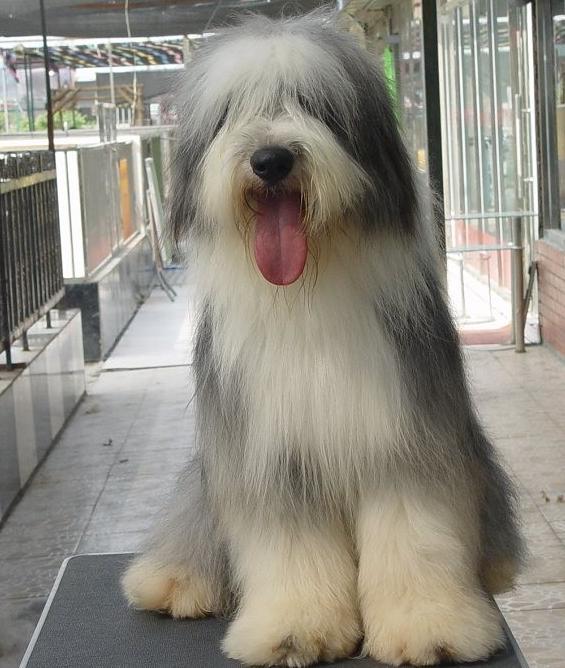 全世界100种名贵狗,世界上46多种名狗图文说明