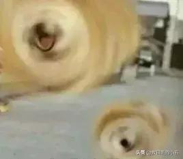 日本的一只“肌肉柴犬”火了，竟然还出了手办？！