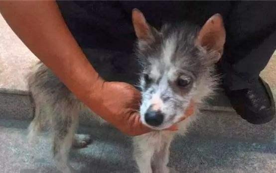 中药也能治狗病?哈士奇预防皮肤病,铲屎官应该懂的4点常识