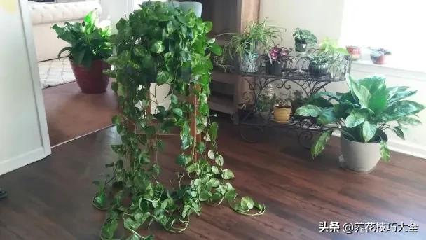 绿萝怎么修剪扦插成活率高,绿萝要剪多长的枝来扦插