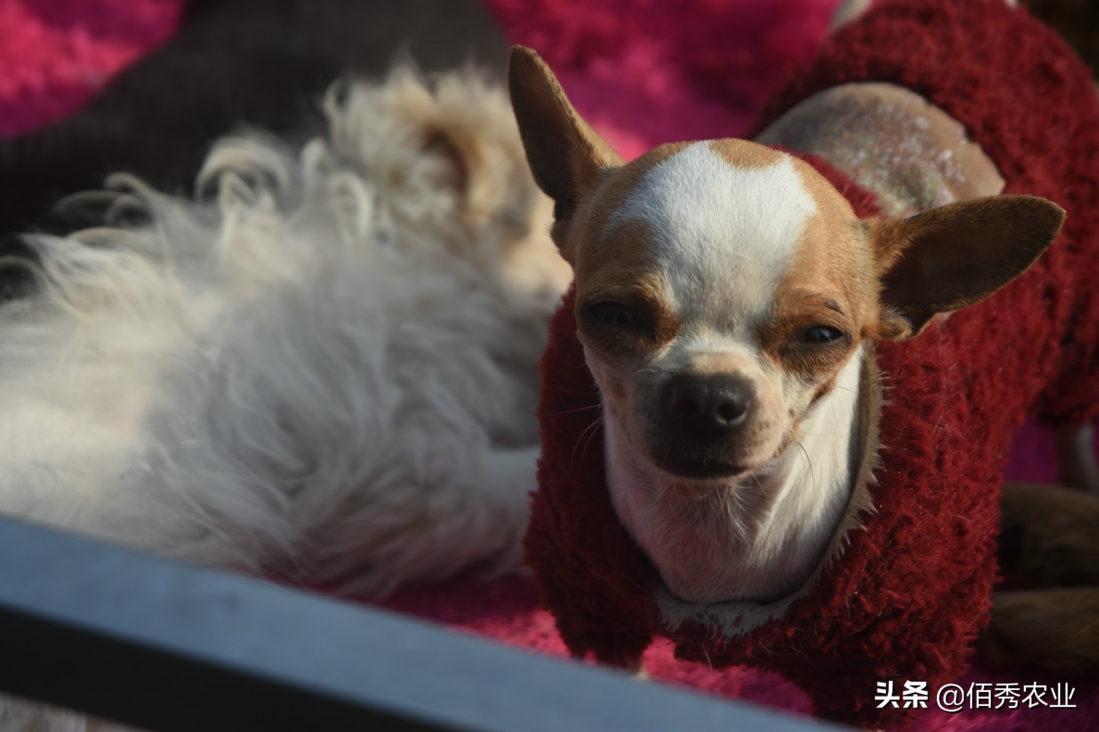 农村5类特色养殖,农村养殖哪种模式最靠谱