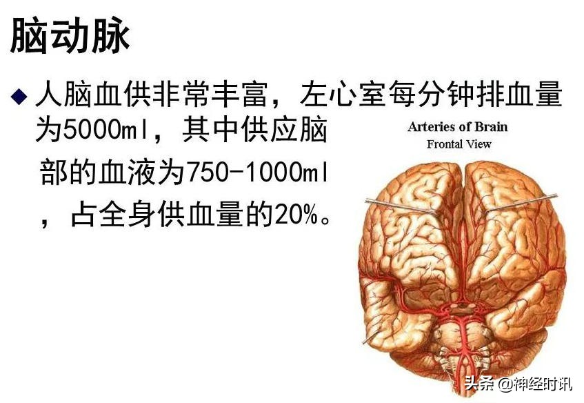 脑动脉解剖学讲解,脑膜中动脉解剖讲解