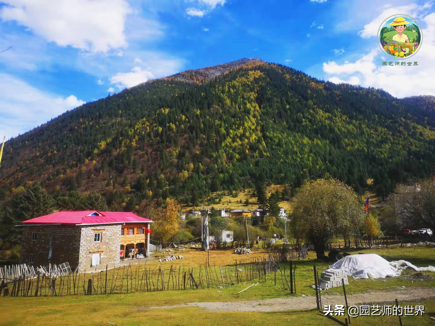 夏季草莓还能开花结果吗,草莓夏季高产