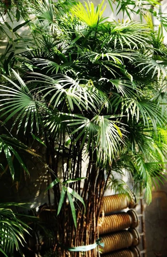 棕竹在阳光下能养吗,室内怎么养棕竹