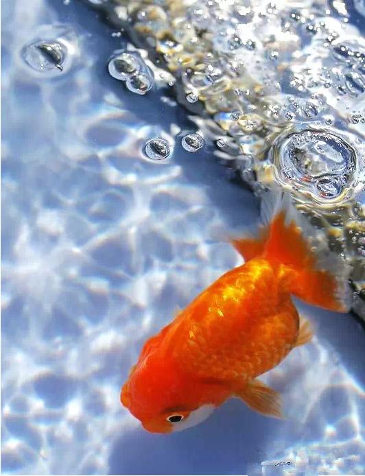 这些五彩斑斓的金鱼养眼又养心,最美的观赏金鱼值得一看