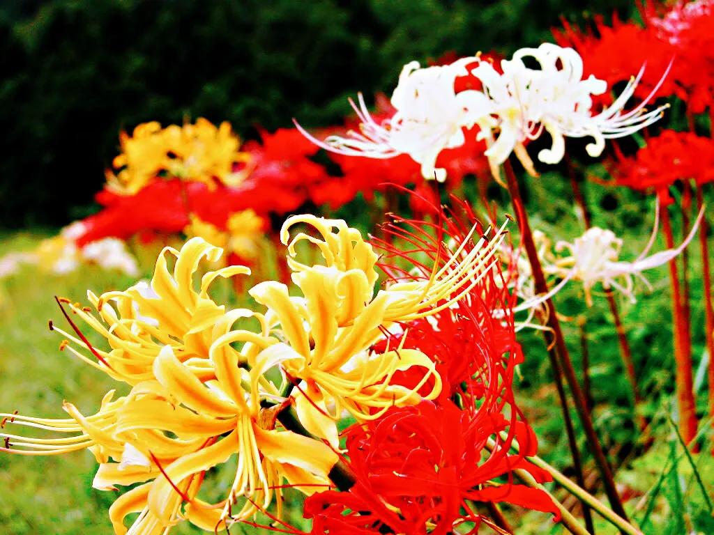 花开一千年落一千年花叶永不相见,彼岸花开从此花叶永不相见