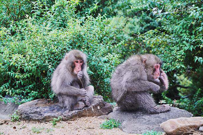 日本大阪距东京多摩市多远,日本大阪离海边有多远