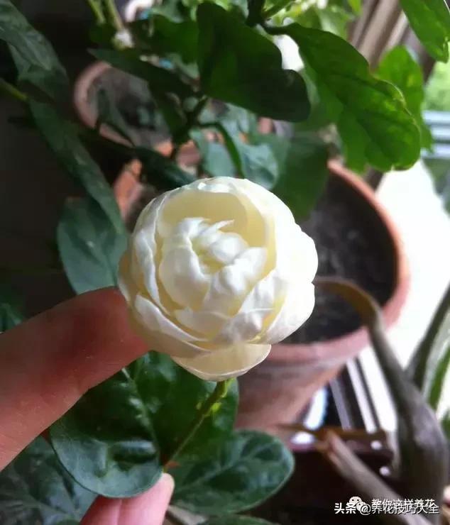 帮助睡眠的花水养,睡眠不理想试试养这4种花