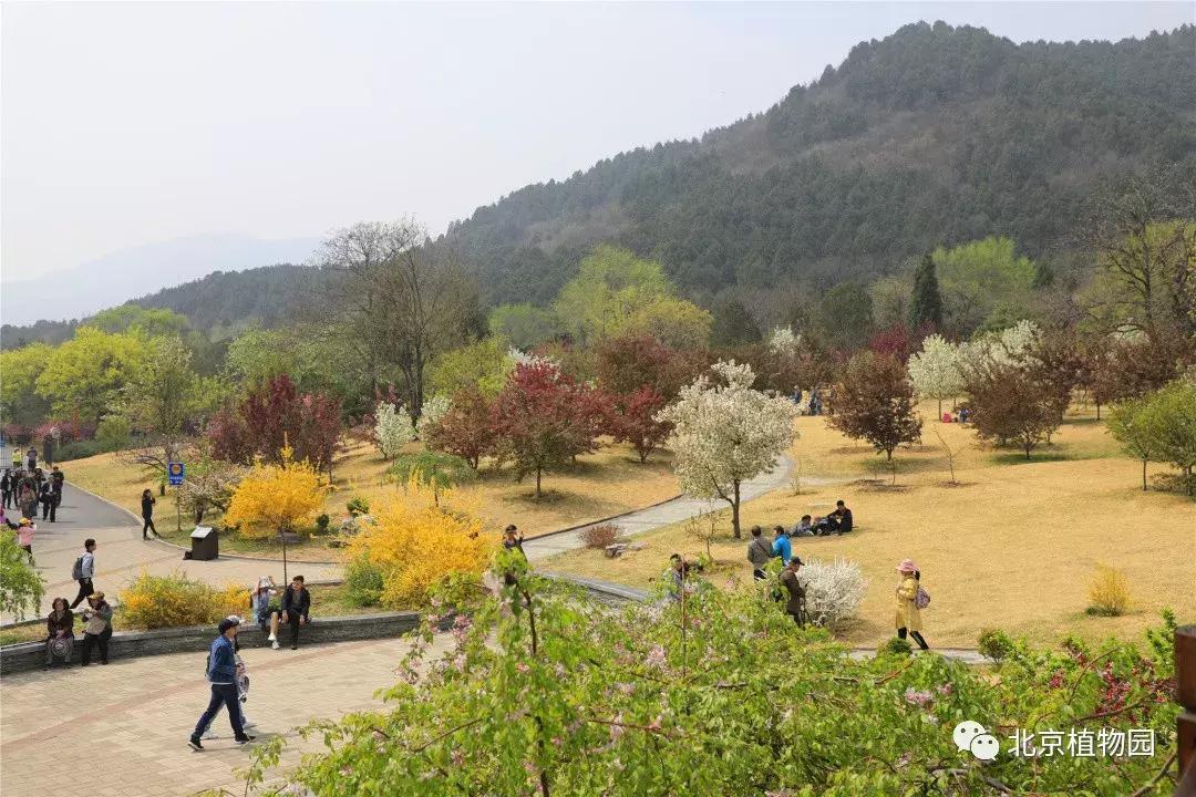 中国科学院植物研究所北京植物园,北京植物园有牡丹花还有什么花
