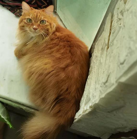 从小养的橘猫还会有野性吗,养橘猫的都是什么人