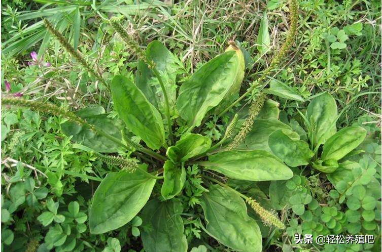 预防鸡瘟最好草药,预防鸡瘟的中草药