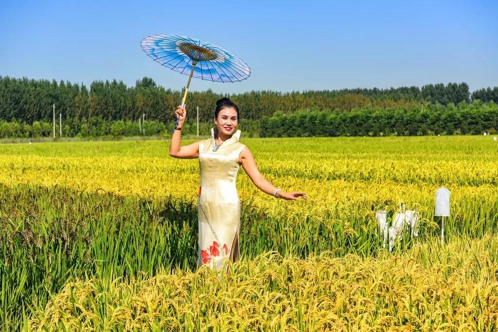 曹妃甸稻花节怎么样,曹妃甸稻花节现状