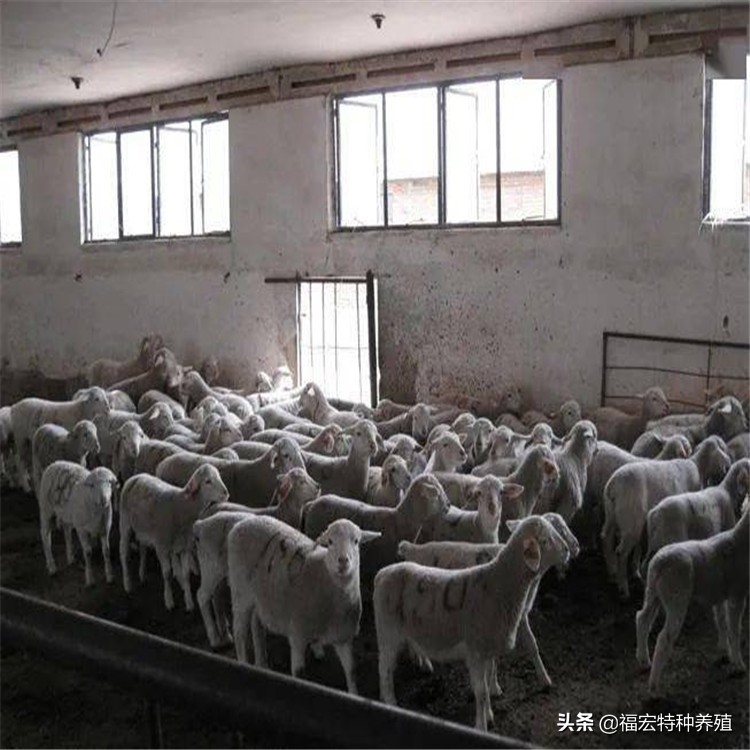 杜泊绵羊和波尔山羊杂交,杜泊羊与澳洲白羊哪个体型大