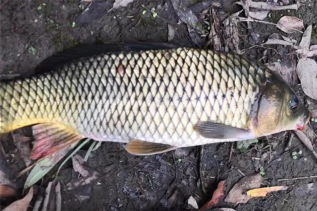 神仙难钓午时鱼下句是什么,神仙难钓午时鱼