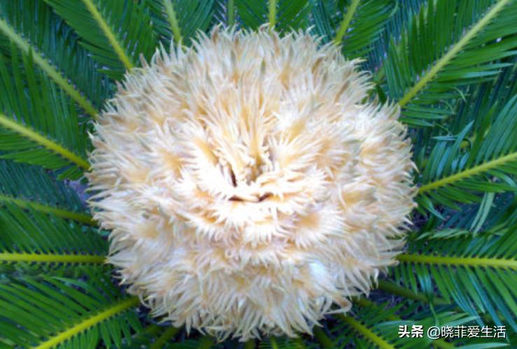 旺财旺家的3种花,5种花寓意好富贵养人