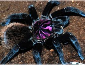 在野外奇形怪状的蜘蛛,各种宠物蜘蛛图片