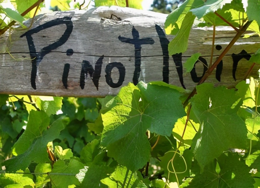 为什么独爱黑白,西夏王黑比诺干红葡萄酒