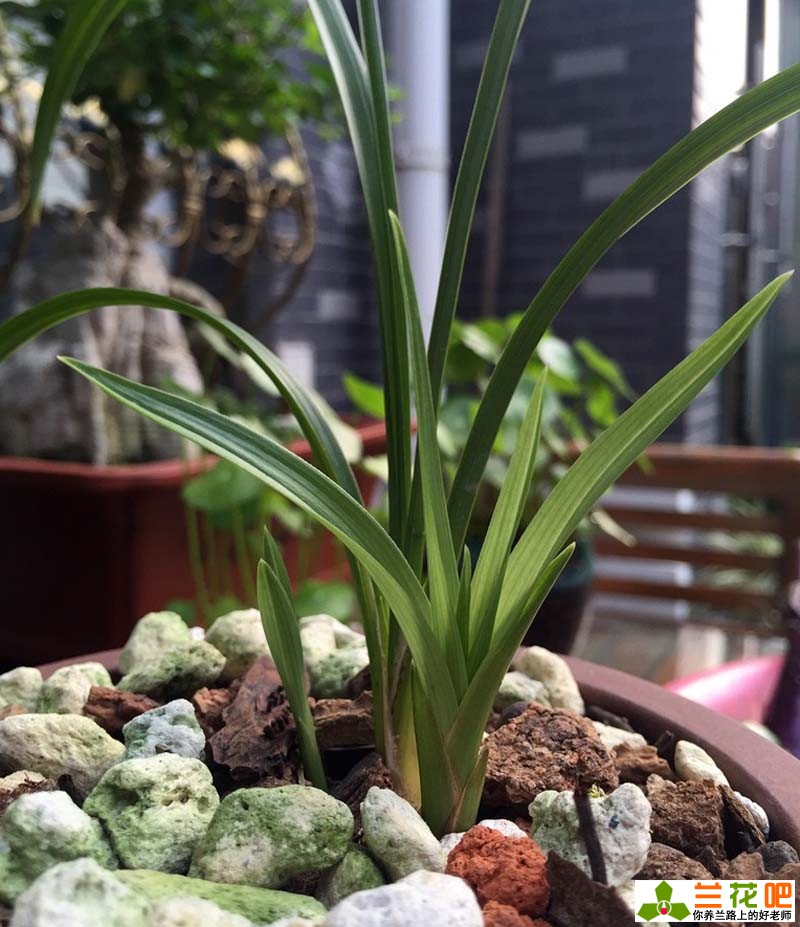 兰花7月份管理,进入5月底兰花的正确养护方法